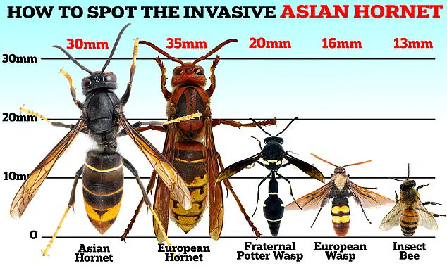 UK Experiences Wasp Population Surge Amid Warm Weather, Experts Caution About Outdoor Risks