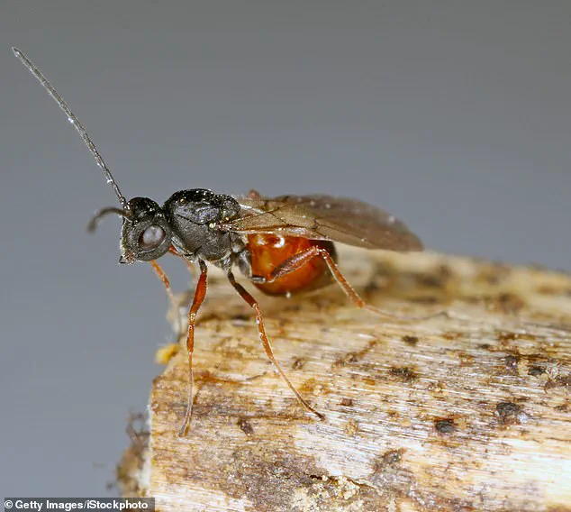 Urgent: Previously Unknown Parasitic Wasps Spreading Across U.S., Threatening Native Oak Gall Wasps