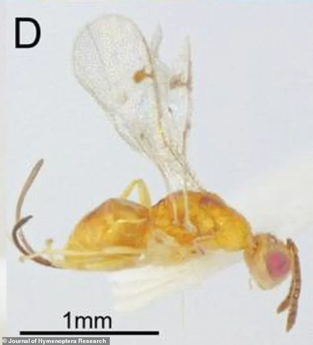Urgent: Previously Unknown Parasitic Wasps Spreading Across U.S., Threatening Native Oak Gall Wasps