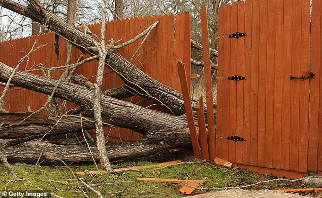 Caution Advised in Neighborly Disputes Over Overgrown Greenery, Experts Warn of Legal and Social Risks