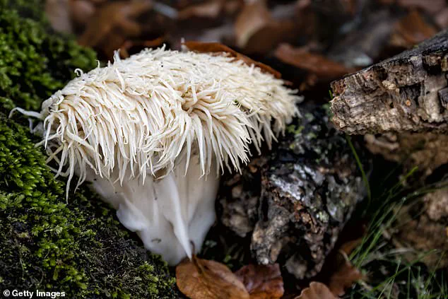 Lion’s Mane Mushroom Supplements: Hidden Dangers and Expert Warnings on Cognitive Enhancer Risks