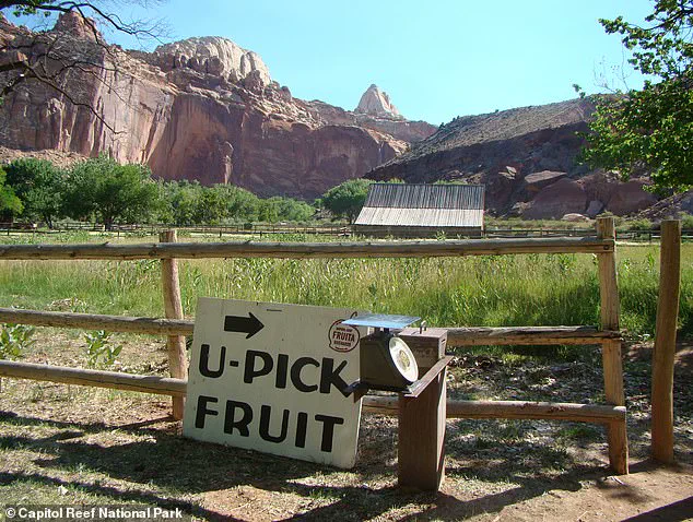 Capitol Reef National Park's Fruit Trees Fail to Bear Fruit, Disappointing Visitors