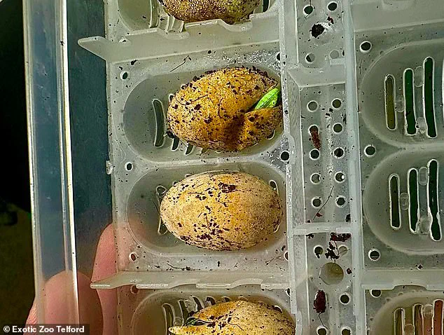 Exclusive: Unprecedented 'Virgin Birth' in Lizard House at Exotic Zoo Sparks Scientific Curiosity