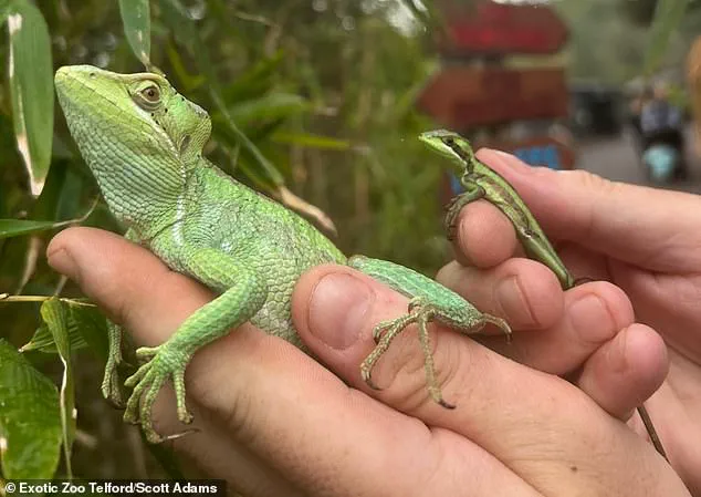 Exclusive: Unprecedented 'Virgin Birth' in Lizard House at Exotic Zoo Sparks Scientific Curiosity