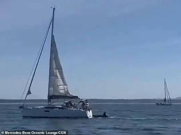 Killer Whale Attacks on Tourist Vessels Prompt Marine Conservation Discussions in Portugal