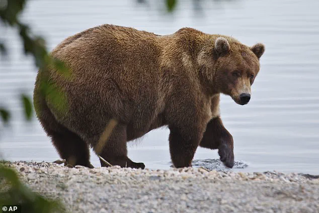 The Survival Feast: How Alaska’s Fat Bear Week Shapes the Future of Brown Bears