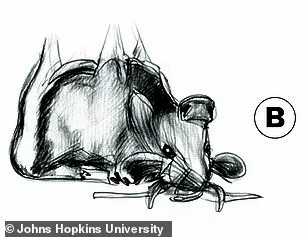 Johns Hopkins Researchers Develop 'Visual Anagrams' to Advance Understanding of Ambiguous Images in Psychology