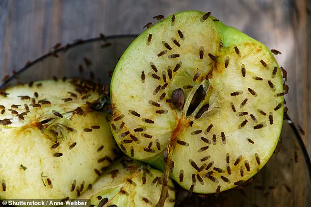 Autumn Fruit Fly Surge Puzzles Homeowners as Trapping Efforts Multiply