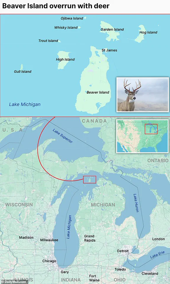Beaver Island's Ecological Crisis: The Overabundance of White-Tailed Deer Threatens a Fragile Ecosystem