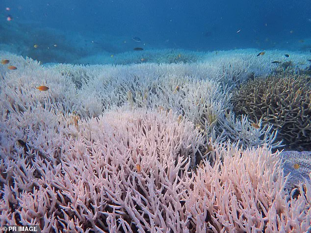 Irreversible Climate Tipping Point Breached as Global Scientists Warn of Imminent Coral Reef Collapse
