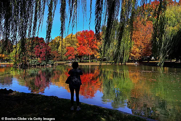 New England's Iconic Leaf-Peeping Season Disrupted by Unprecedented Drought, Leading to Early Leaf Shedding and Dull Foliage