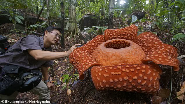 Rare Flower Discovery Highlights Conservation Challenges in Indonesia's Jungles
