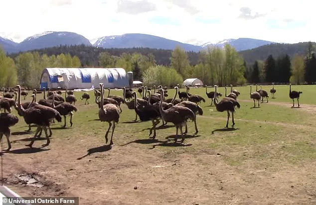 Urgent Allegations: Canadian Ostrich Farm Claims Government Culled Healthy Birds Under Bird Flu Pretext