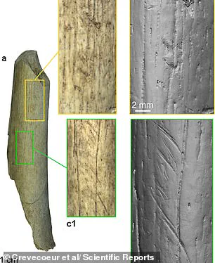 Ancient Cannibalism Unearthed in Goyet Caves: Evidence of Early Human Feasts on Neanderthal Children and Women 45,000 Years Ago