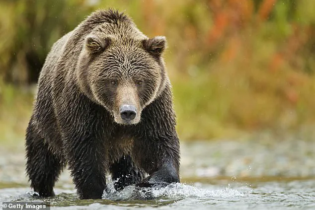 French Researchers Spark Debate Over Teddy Bears and Environmental Education
