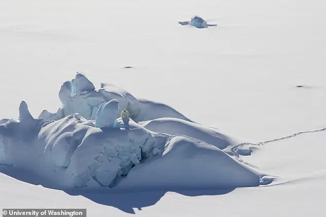 Groundbreaking Study Reveals Climate-Driven Genetic Shifts in Polar Bears, Highlighting Adaptation Potential in a Warming World