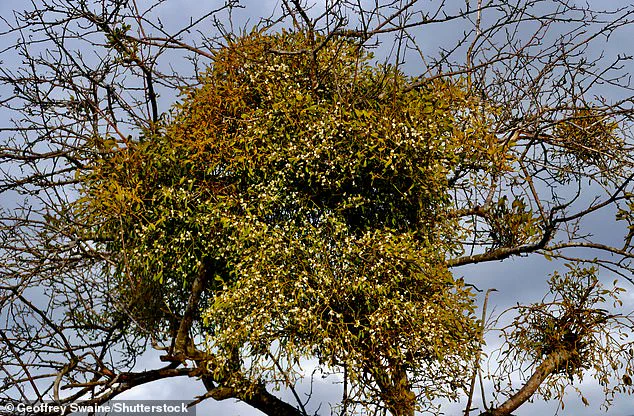 The Hidden Danger of Mistletoe: A Festive Tradition with Parasitic Consequences