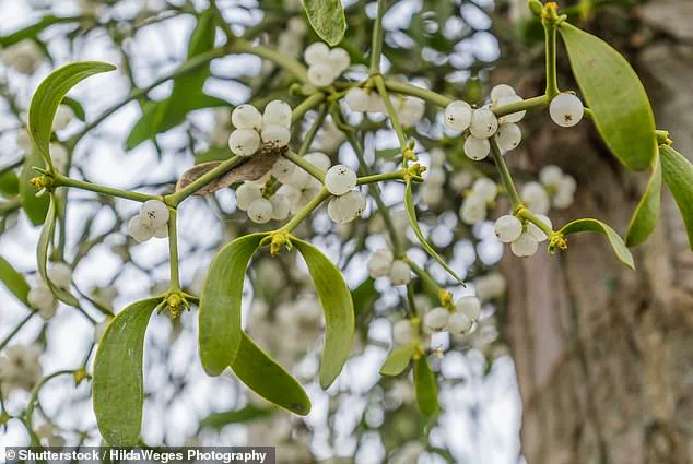 The Hidden Danger of Mistletoe: A Festive Tradition with Parasitic Consequences