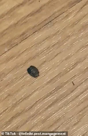 Unexpected Resurgence of Bedbugs in UK Winter: Experts Link Temperature Shifts and Home Heating to Growing Crisis