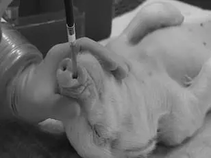 Urgent CDC Directive Sparks Controversy as Trump Administration Halts Primate Research in Major Shift for Public Health