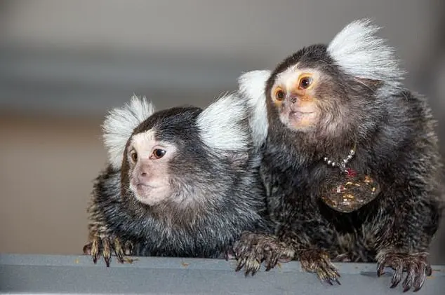 Urgent CDC Directive Sparks Controversy as Trump Administration Halts Primate Research in Major Shift for Public Health