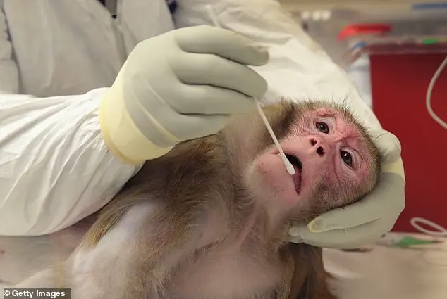 Urgent CDC Directive Sparks Controversy as Trump Administration Halts Primate Research in Major Shift for Public Health