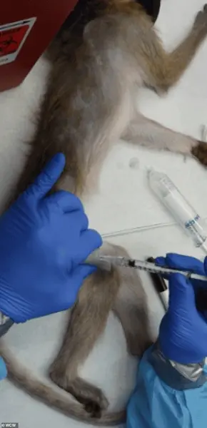 Urgent CDC Directive Sparks Controversy as Trump Administration Halts Primate Research in Major Shift for Public Health