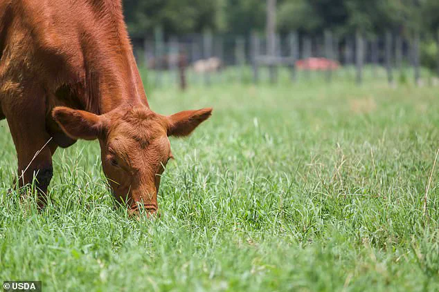 USDA Enacts New Labeling Rules for Meat and Eggs, Effective January 1, 2026, as Mandated by the U.S. Department of Agriculture