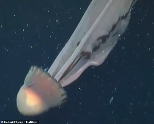 Ghostly Giant Phantom Jellyfish Spotted in Deep-Sea Canyon: First Footage in Decades