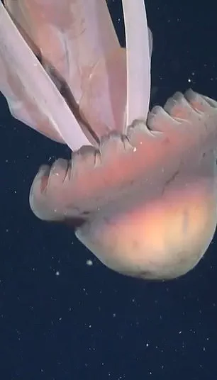 Ghostly Giant Phantom Jellyfish Spotted in Deep-Sea Canyon: First Footage in Decades