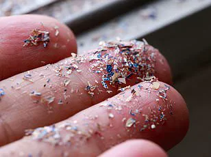 Britain's Woodlands Face Hidden Microplastic Crisis: Rural Areas Reveal Greater Pollution Than Cities