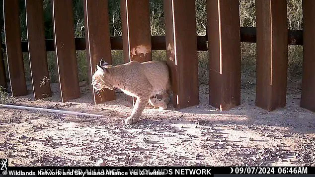 US Installs 'Doggy Doors' on Border Wall for Animal Migration, but Activists Call it a Joke: 'Too Small, Too Infrequent for Real Impact'