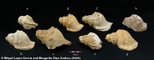 Echoes of the Past: Prehistoric Shell Trumpets Revived After 6,000 Years Reveal Ancient Communication Methods