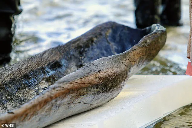 Late-Breaking: 5,200-Year-Old Canoes Found in Wisconsin, Redefining Prehistoric North America
