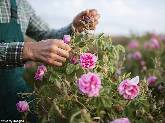 Scientists Believe Rose Stem Cells Could Reverse Greying, Offering New Hope for Hair Restoration