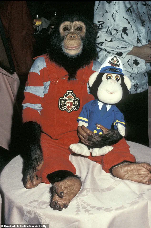 From Global Celebrity to Quiet Retirement: Bubbles the Chimpanzee's Life Beyond the Spotlight