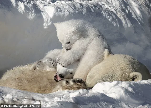 Heartwarming Snapshot of Polar Bear Cubs in Churchill as Habitat Urgency Grows