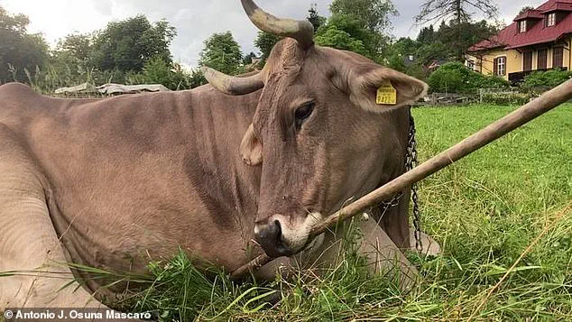 Austrian Cow's Peculiar Behavior Ignites Scientific Debate