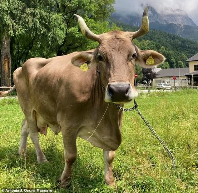 Austrian Cow's Peculiar Behavior Ignites Scientific Debate