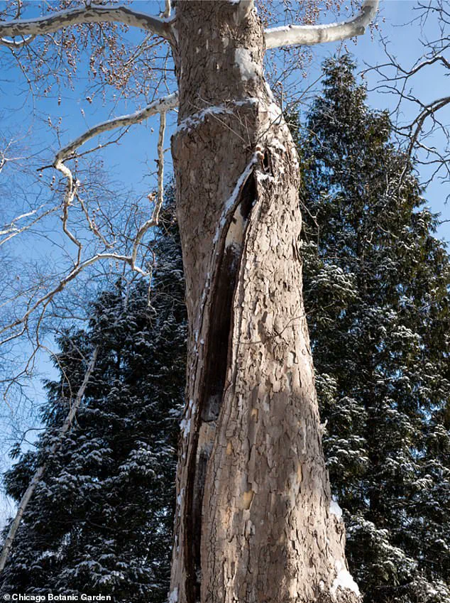 Historic Winter Storm Brings Subzero Temperatures, Heavy Snow, and Ice to the U.S., Dubbed 'Storm of the Century' by Analysts