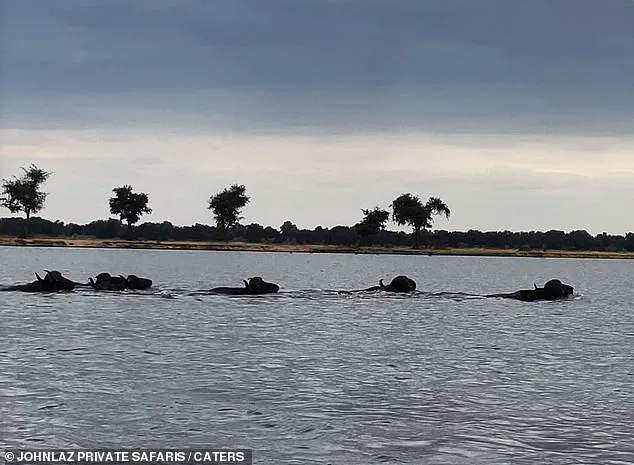 Race Against Time: Rare Buffalo-Crocodile Struggle Captured in Zambia's Lower Zambezi National Park