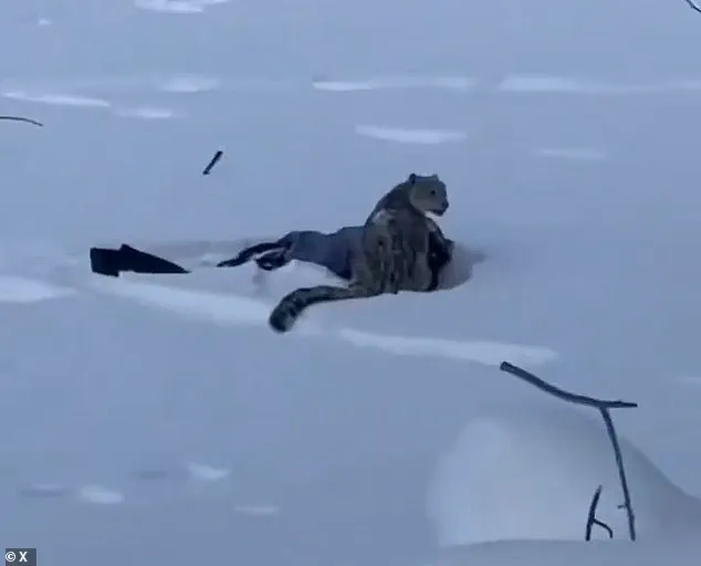 Debate Over Regulations in Protected Areas Intensifies After Snow Leopard Encounter in China's UNESCO Geopark