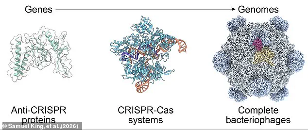 Scientists Use AI to Engineer Simplest Synthetic Virus Ever, Evo–Φ2147