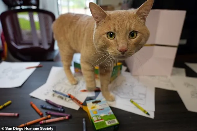 San Diego Humane Society Marks End of Quarantine for Rescued Cat Kyle, Highlighting State Law Compliance and Recovery Success