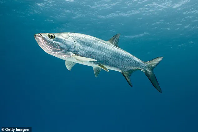 Outrage as Two Men Charged in Florida Aquarium Tarpon Death Incident