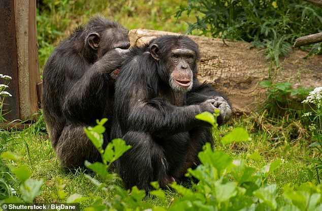 Imperial College London Study Suggests Same-Sex Behaviors in Primates Aid Survival – 'This Challenges Long-Held Assumptions,' Says Lead Researcher