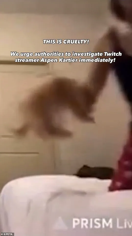 Rapper Aspen Kartier Arrested After Viral Twitch Stream Shows Alleged Dog Abuse Incident