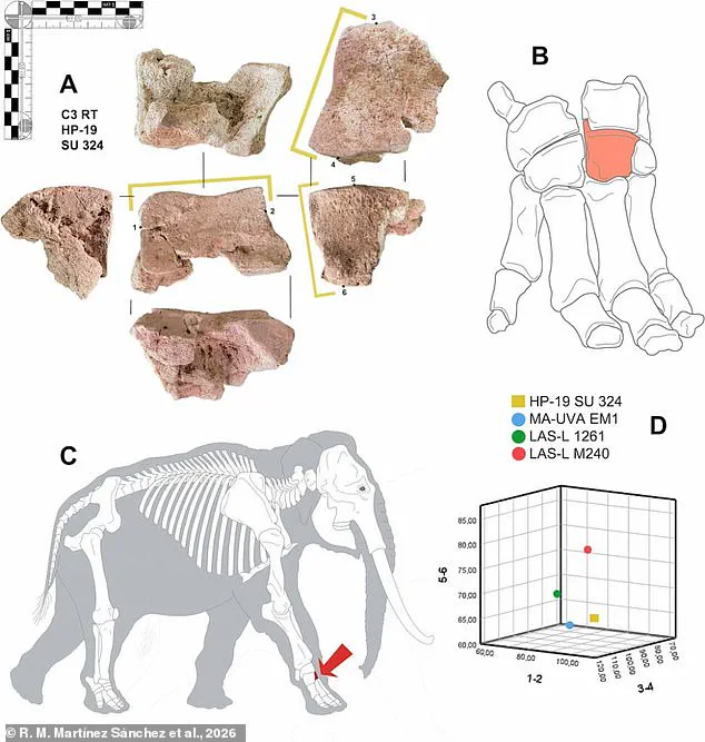 Ancient Bone in the Alps Offers First Physical Evidence of Hannibal's Elephants, Rewriting History's Greatest Military Myth