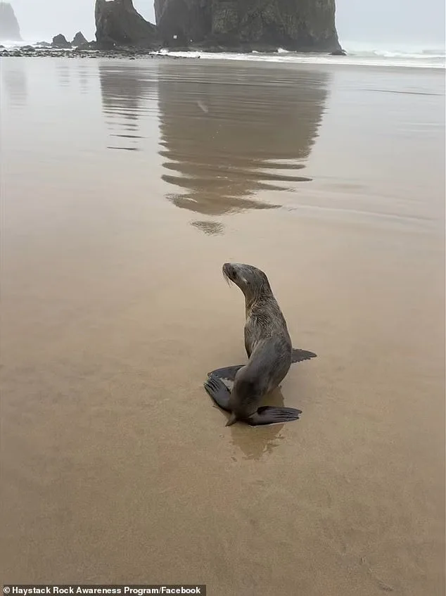 Baby Sea Lion Rescued on Cannon Beach; Haystack Rock Program Warns Against Human Interference