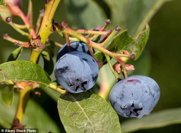 Blueberries: The Science of Anthocyanins and Their Impact on Health
